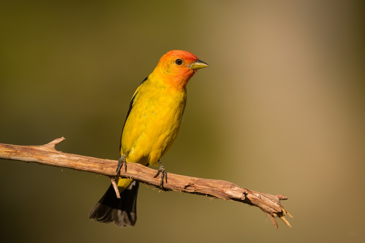 Western Tanager - ML619572517