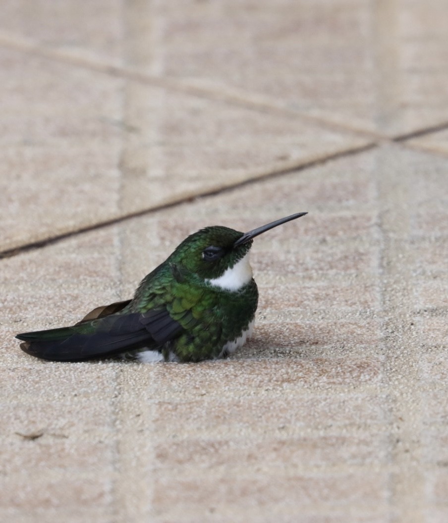 Colibri à gorge blanche - ML619572526