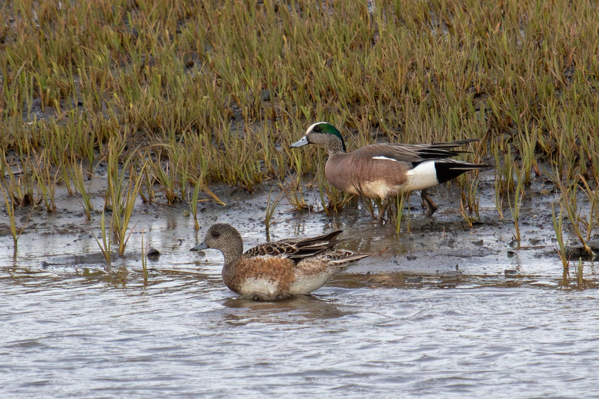 American Wigeon - Robin Corcoran