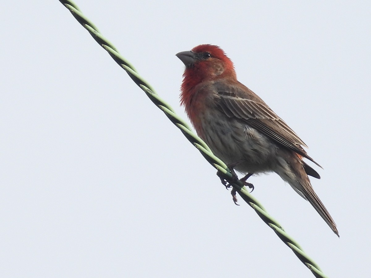 House Finch - ML619572541