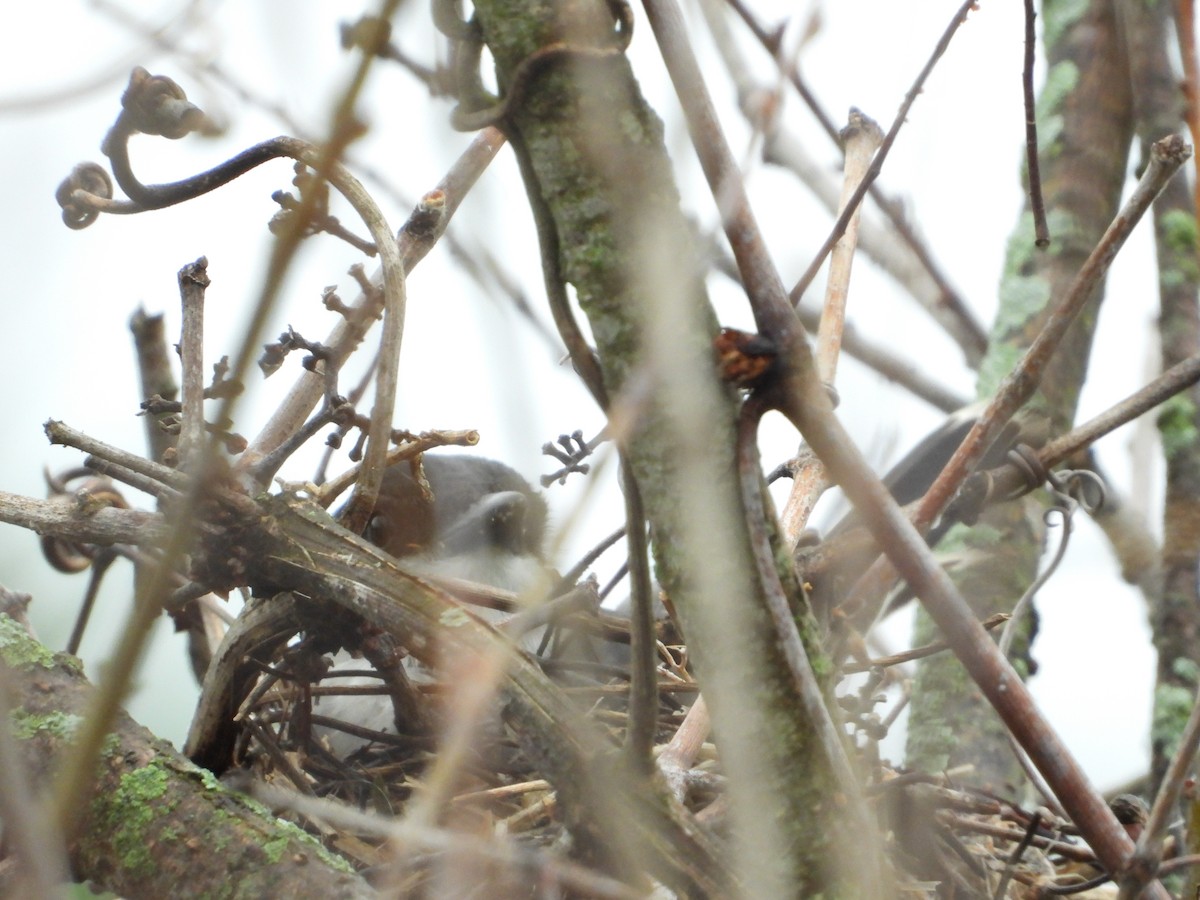 Willow Flycatcher - Laura Brown