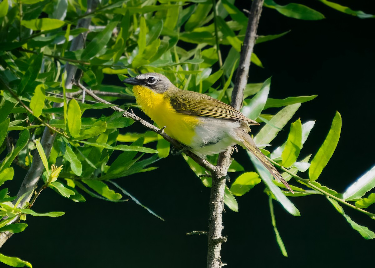 Yellow-breasted Chat - C. Johnson