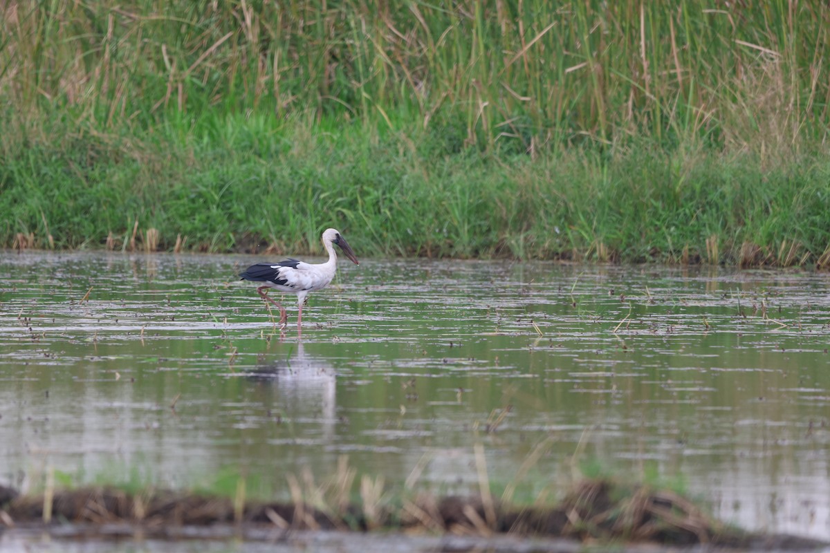 Asian Openbill - Aritra Nath