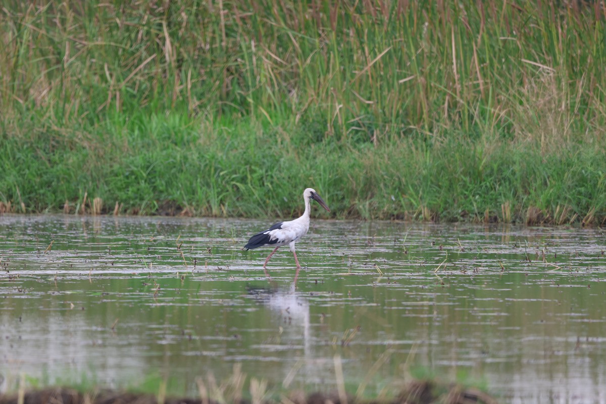 Asian Openbill - Aritra Nath