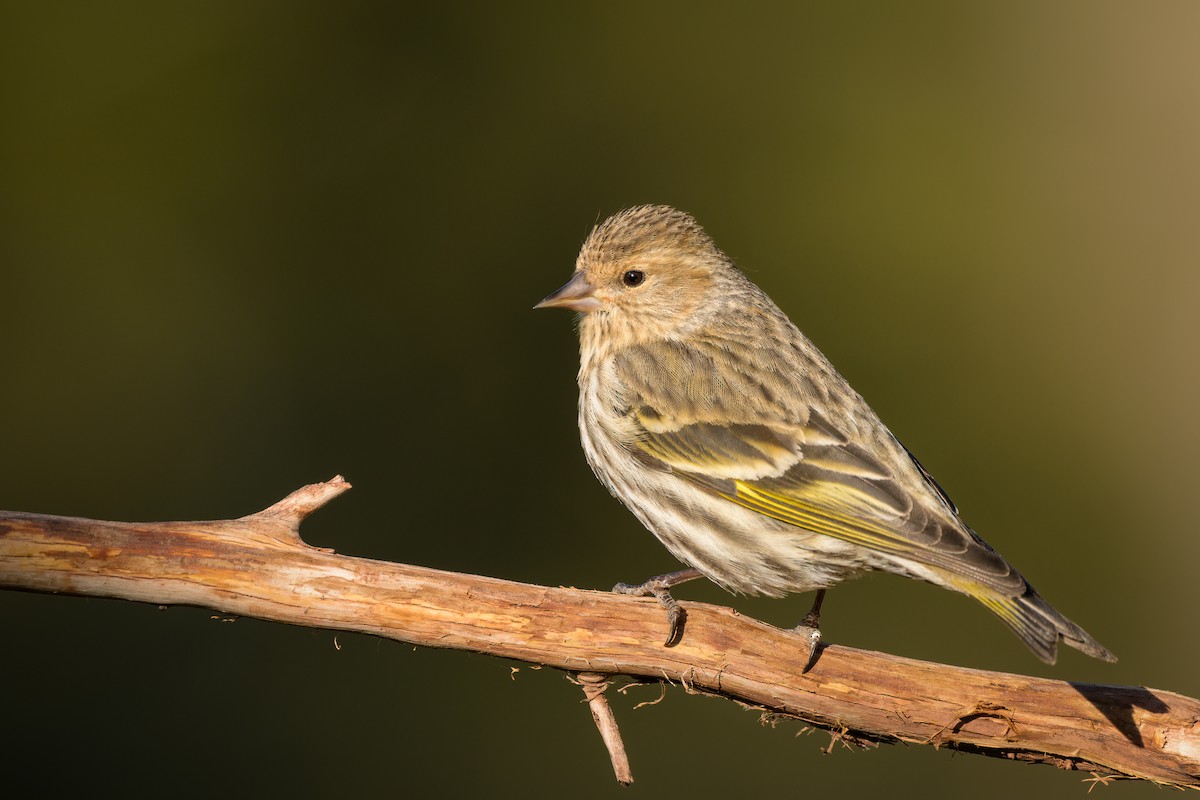 Pine Siskin - Daniel Grossi