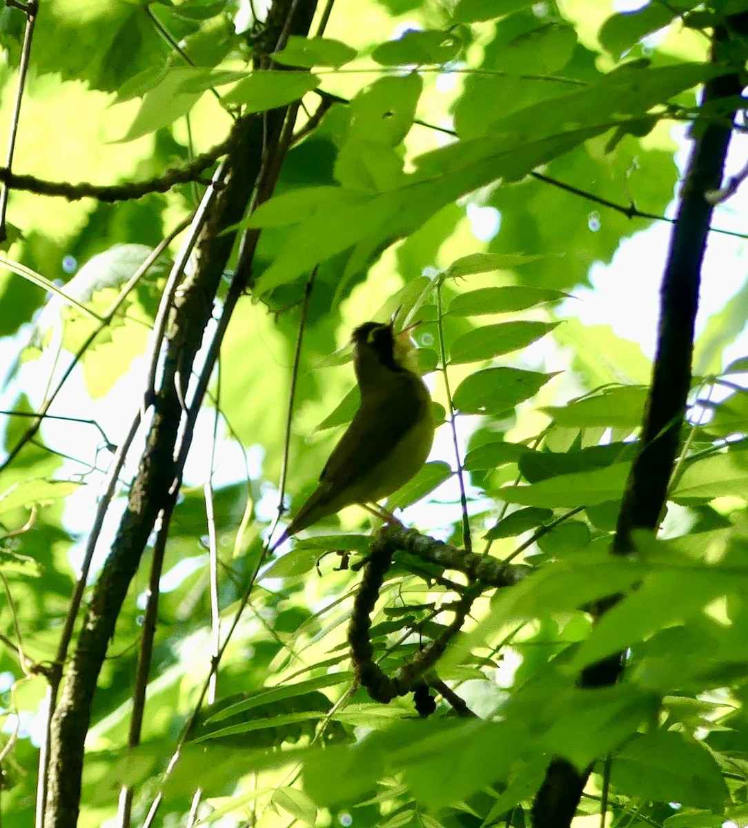 Kentucky Warbler - Karma Tsering