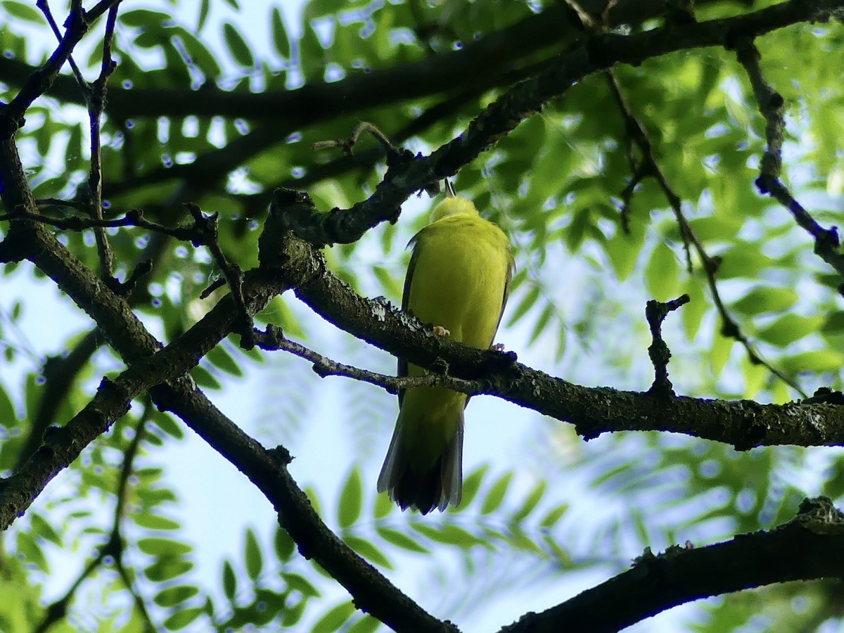 Kentucky Warbler - Karma Tsering