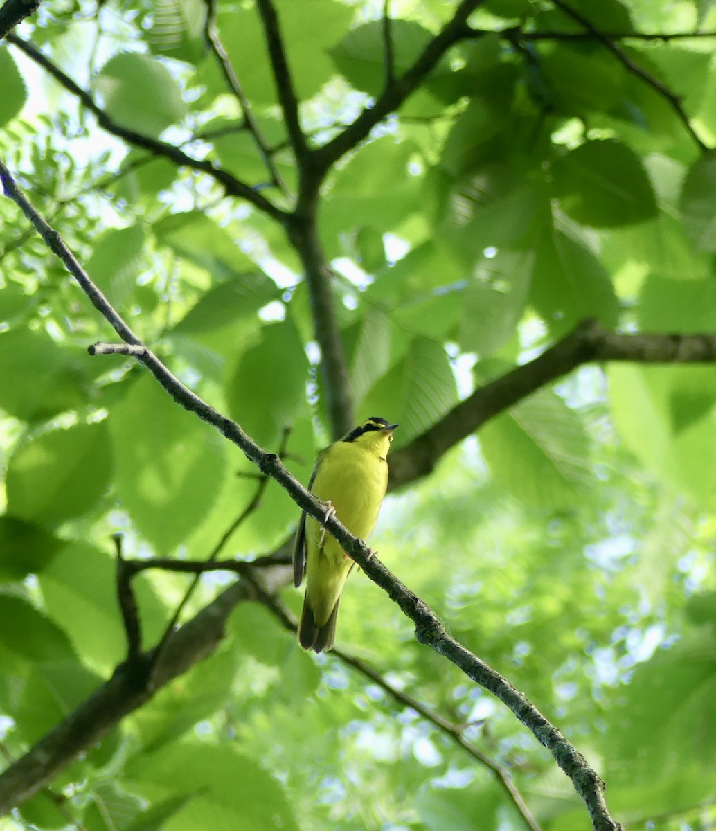 Kentucky Warbler - Karma Tsering