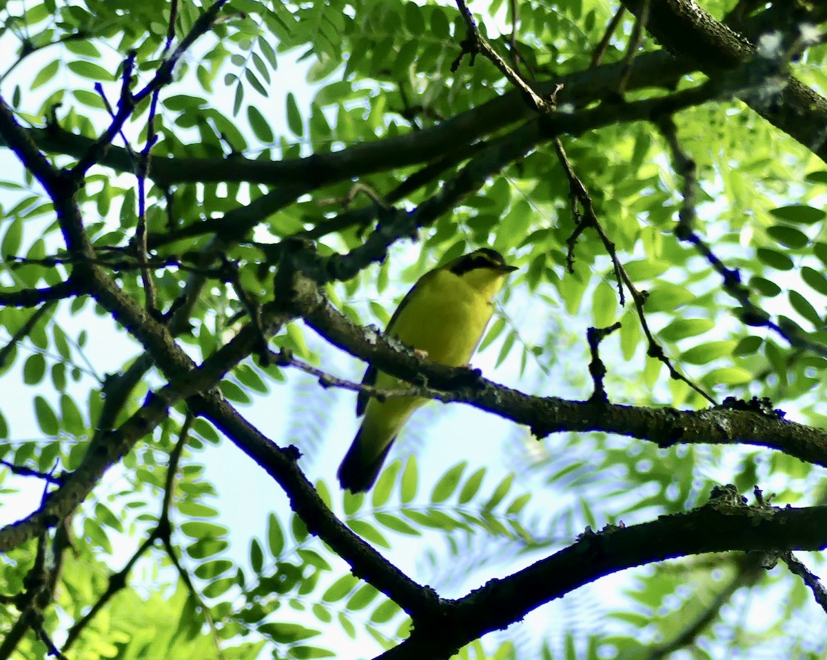 Kentucky Warbler - Karma Tsering