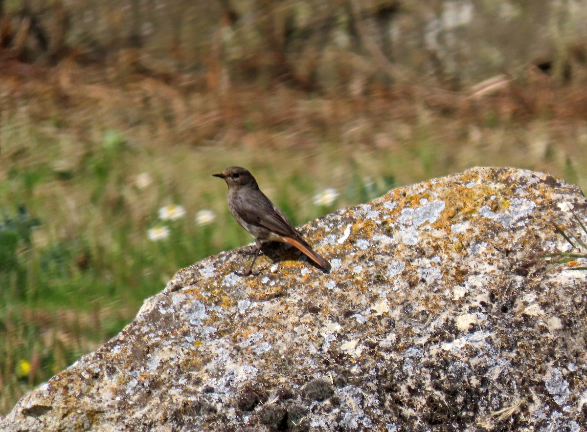 Black Redstart - Francisco Javier Calvo lesmes