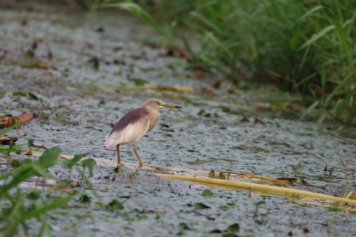 Indian Pond-Heron - Aritra Nath