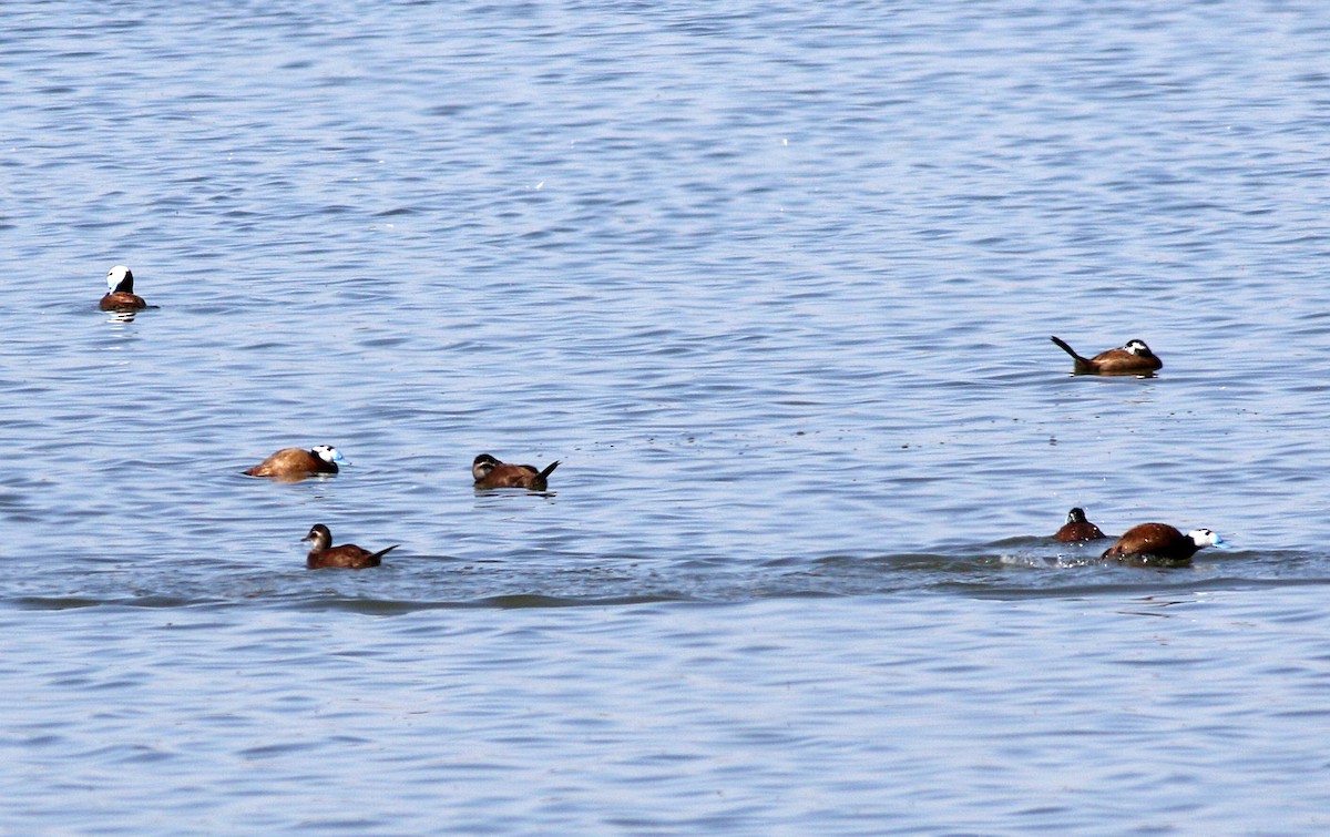 White-headed Duck - Miguel García