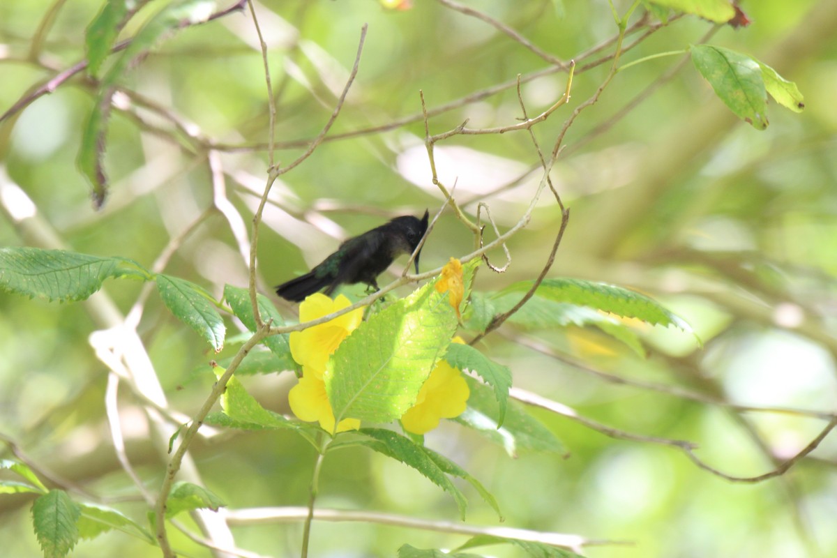 Antillean Crested Hummingbird - Michael Brady