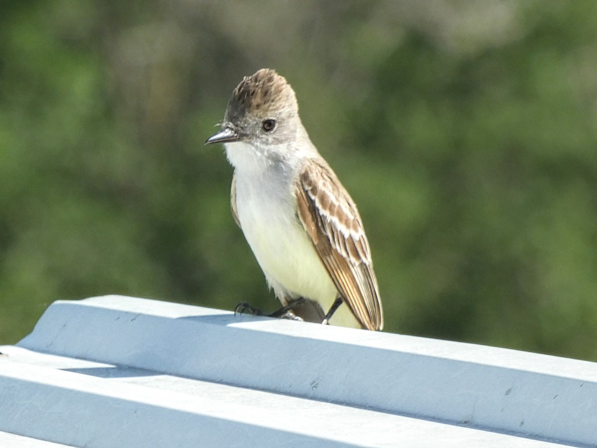 Ash-throated Flycatcher - ML619572607