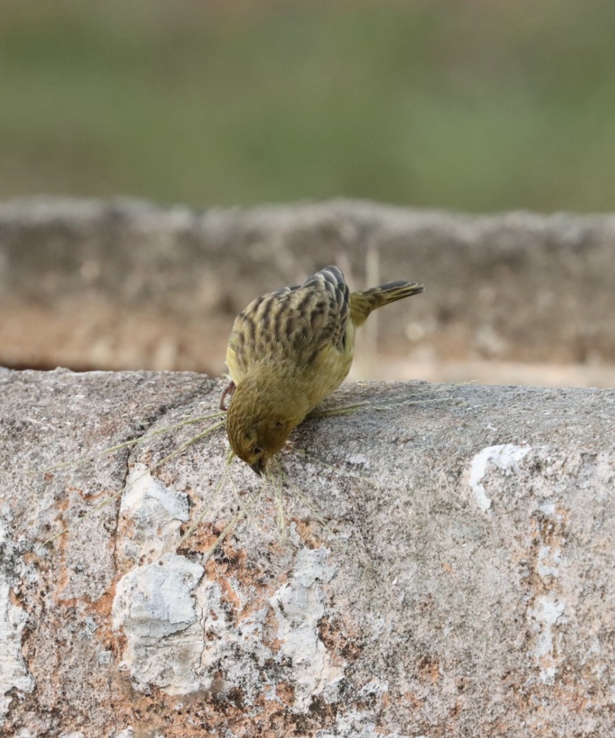 Saffron Finch - Janaina Souza