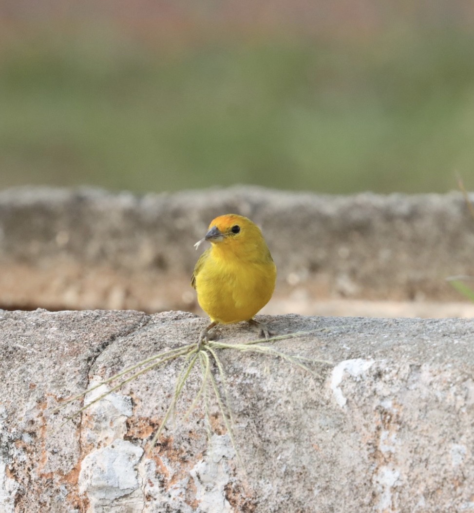 Saffron Finch - Janaina Souza