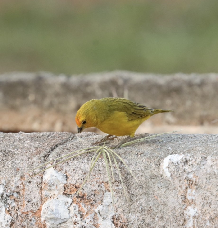 Saffron Finch - Janaina Souza