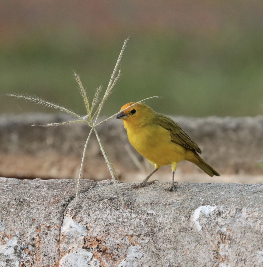 Saffron Finch - Janaina Souza