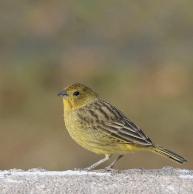 Saffron Finch - Janaina Souza