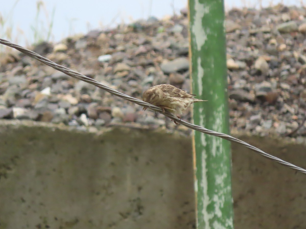 Rock Sparrow - Doug Kibbe