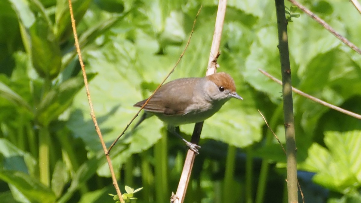 Eurasian Blackcap - ML619572632