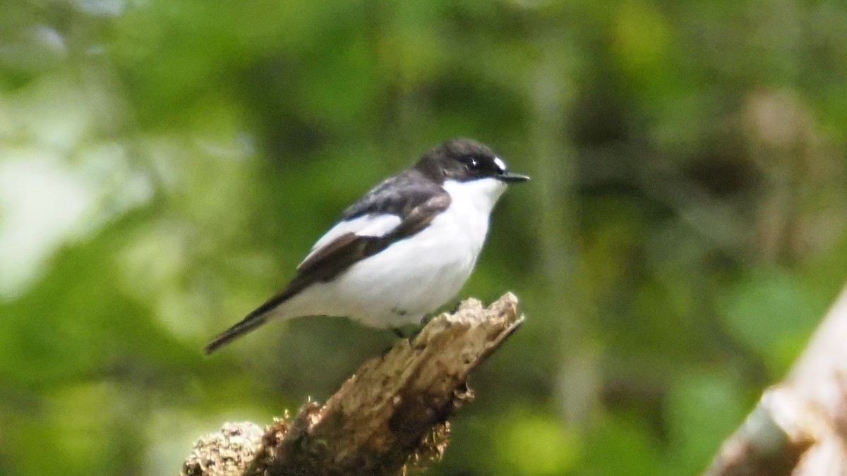 European Pied Flycatcher - ML619572636