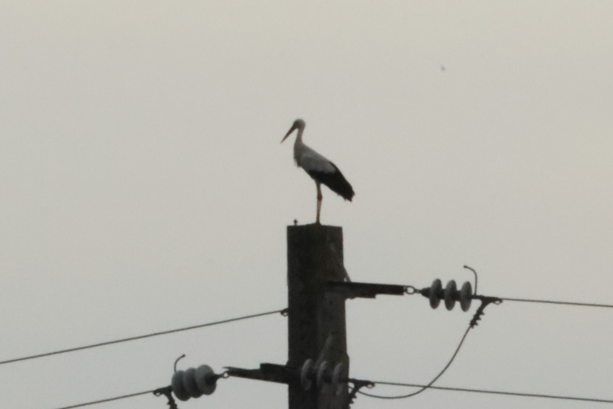 White Stork - Alexandre Hespanhol Leitão