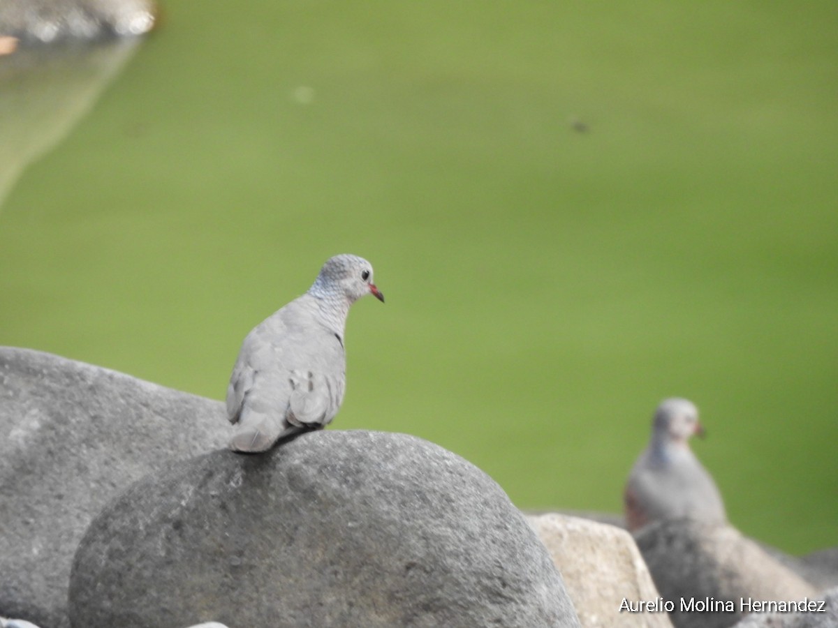 Common Ground Dove - Aurelio Molina Hernández