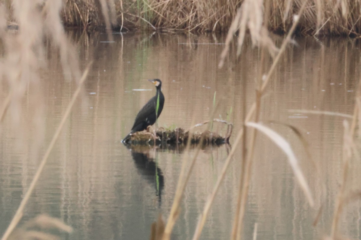 Great Cormorant - ML619572657