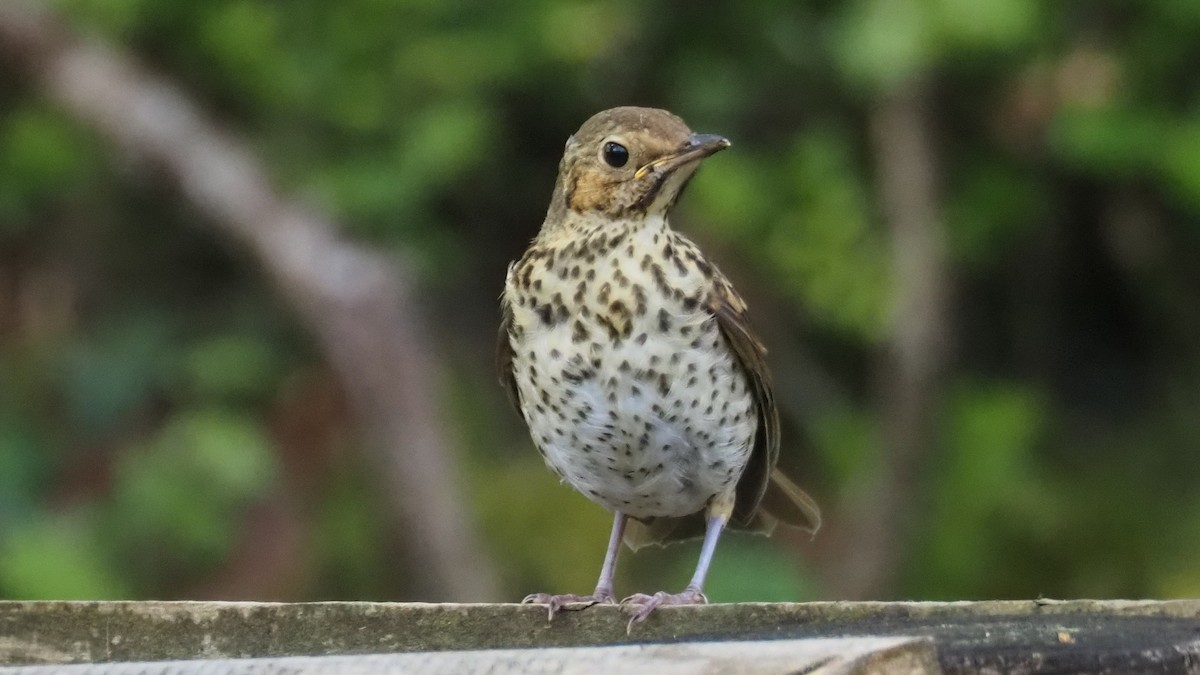 Song Thrush - Bez Bezuidenhout