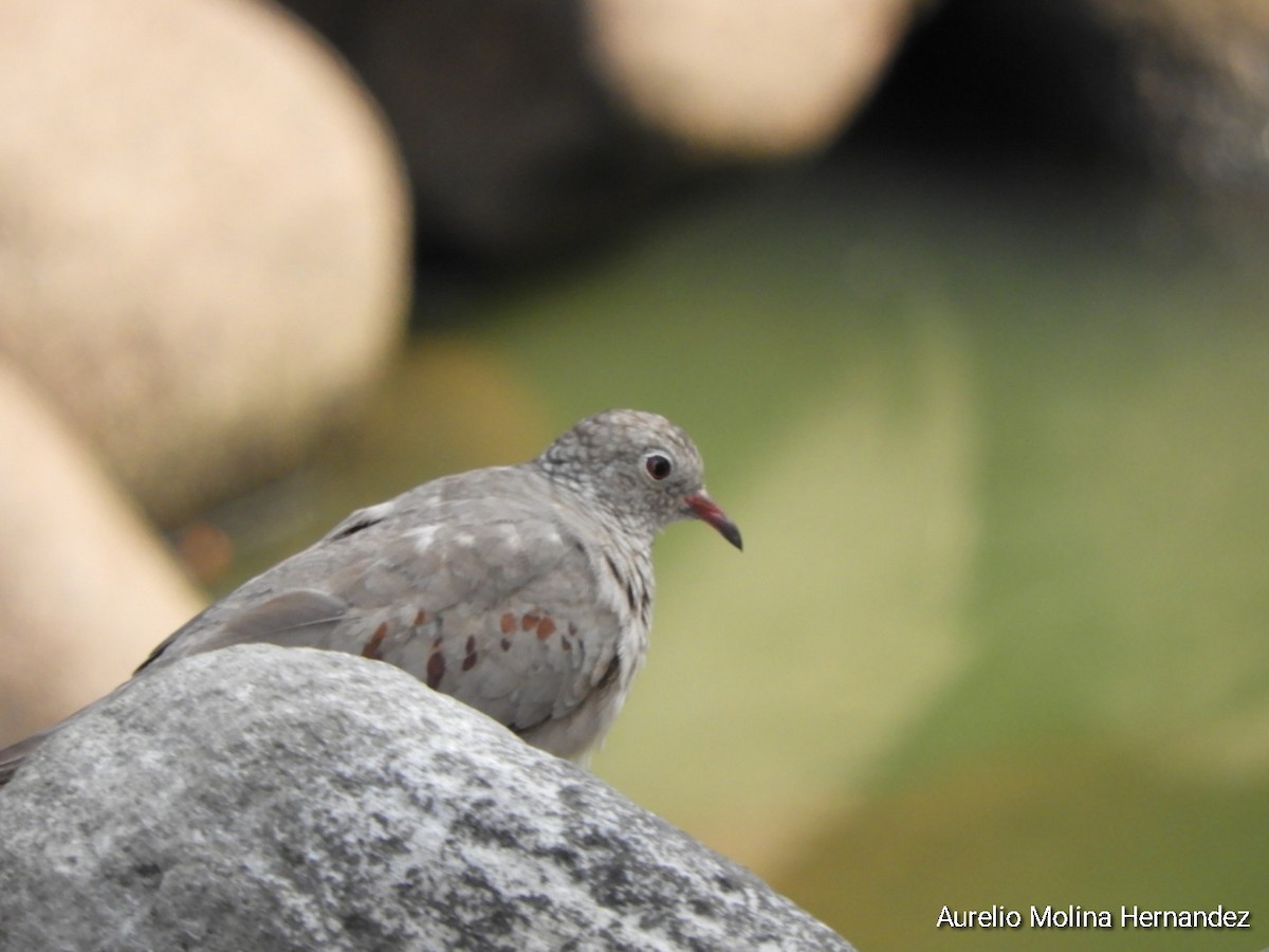 Common Ground Dove - Aurelio Molina Hernández