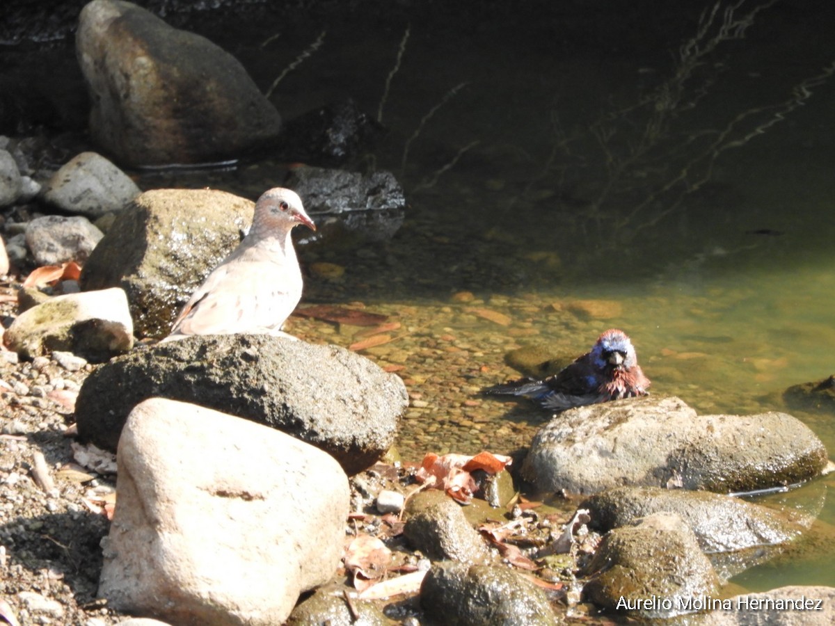 Common Ground Dove - ML619572666