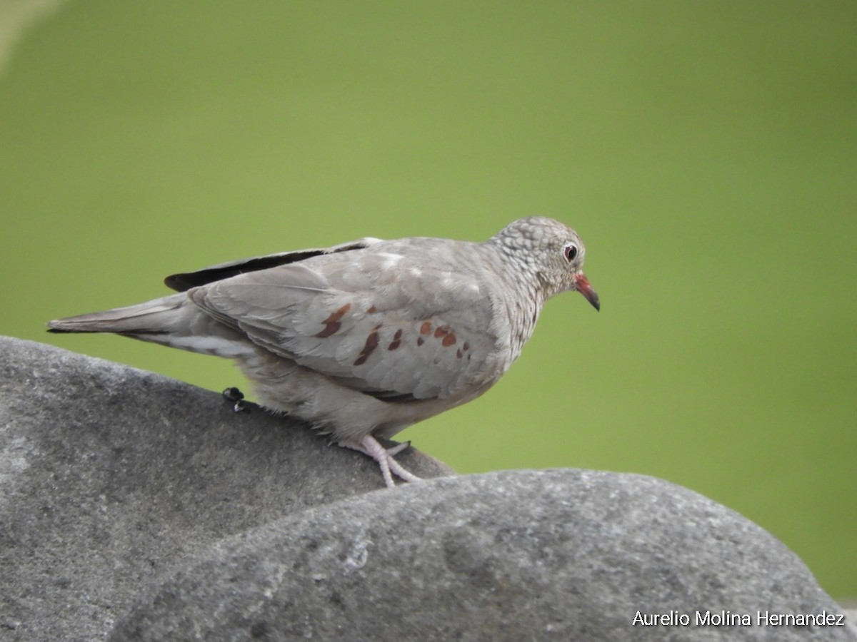 Common Ground Dove - Aurelio Molina Hernández