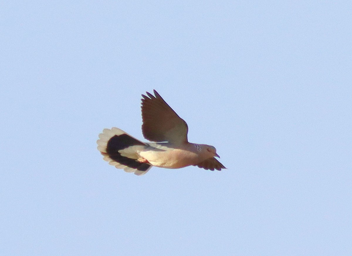 European Turtle-Dove - José Aurelio Hernández