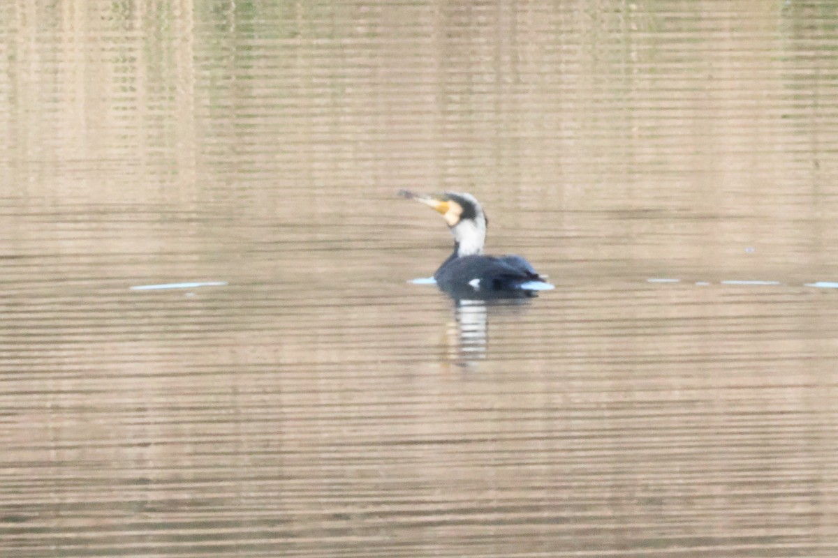 Cormorán Grande - ML619572672