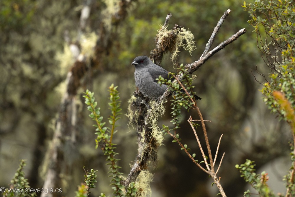 Red-crested Cotinga - Steve Ogle