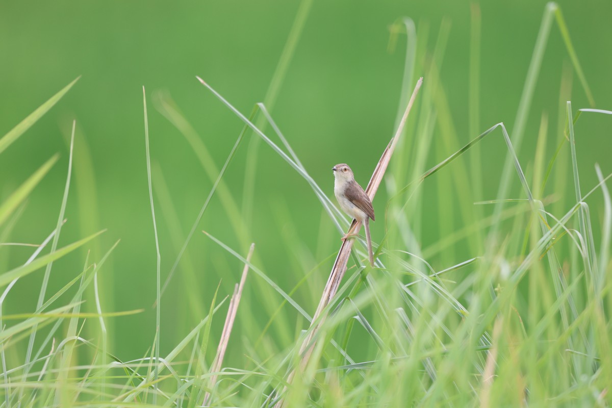 Plain Prinia - Aritra Nath