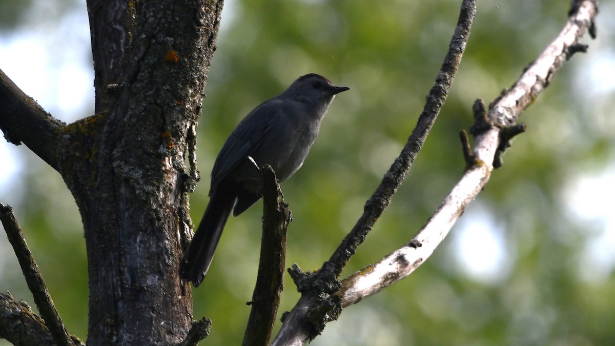 Gray Catbird - Bob Baker