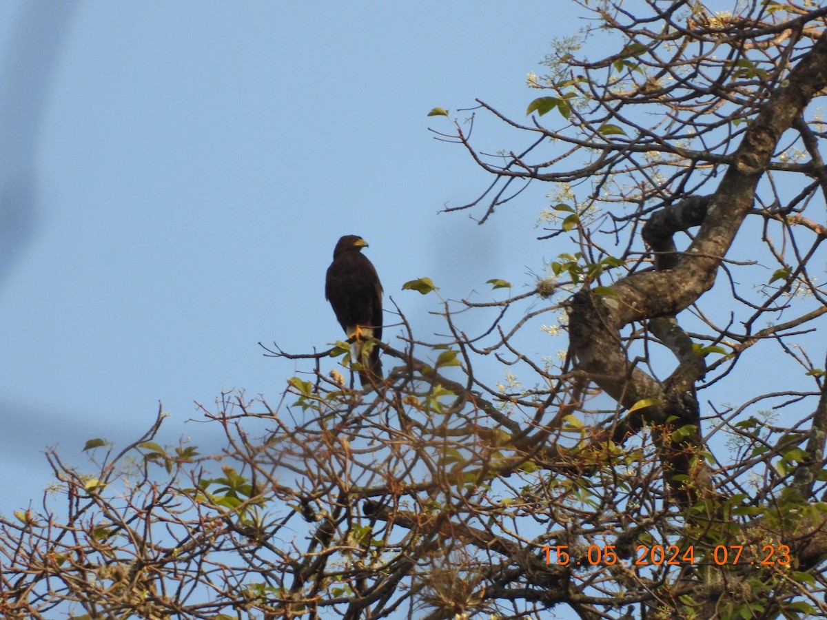 Harris's Hawk - Andy Ruiz Peña