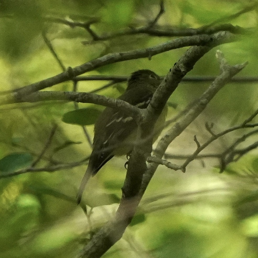 Yellow-bellied Flycatcher - Eric Bashor