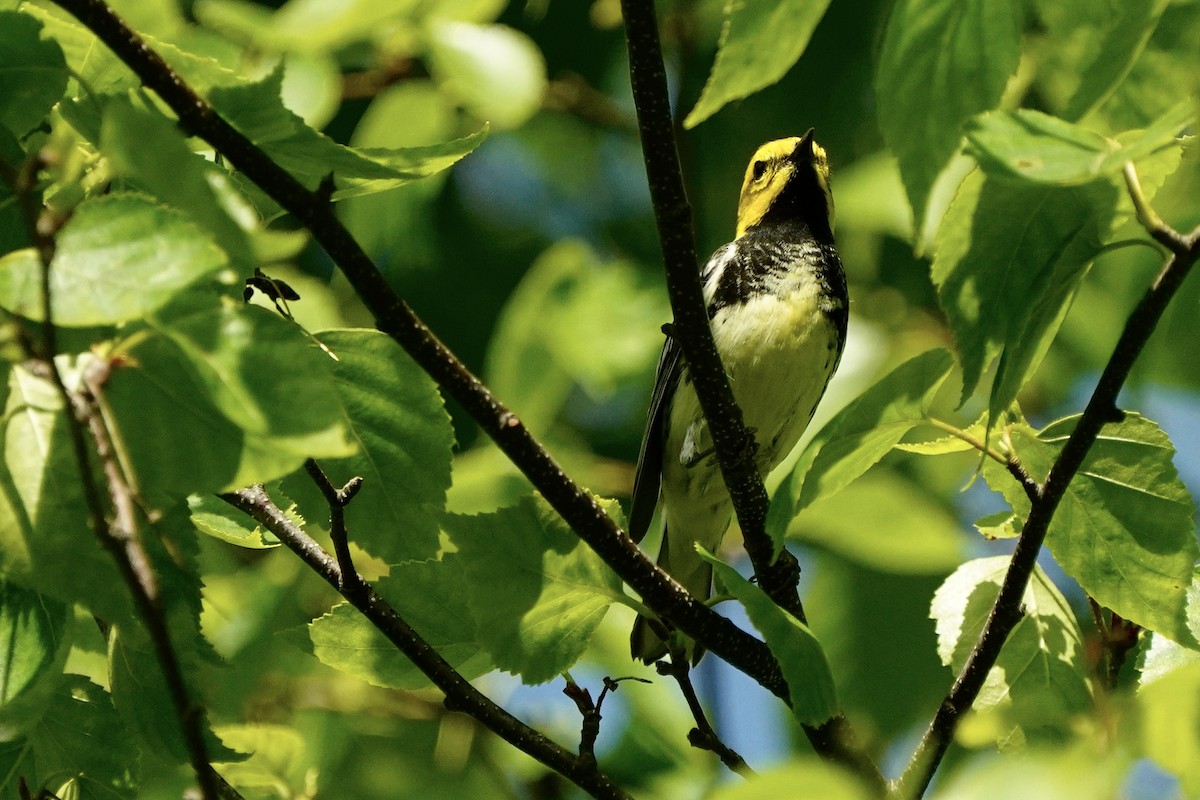 Black-throated Green Warbler - Eric Bashor