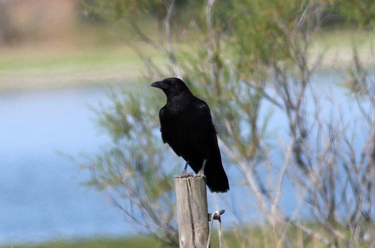 Carrion Crow - Miguel García