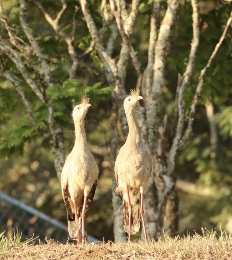 Red-legged Seriema - Janaina Souza