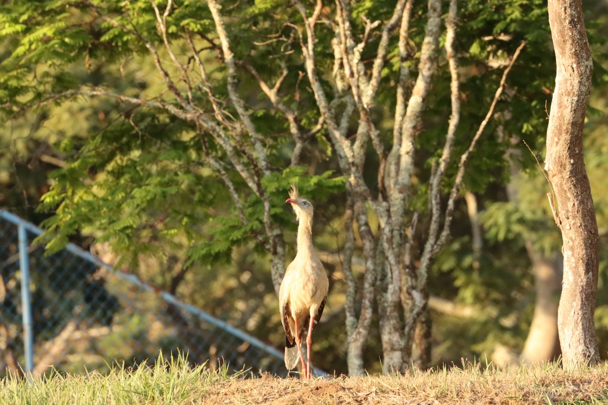 Red-legged Seriema - Janaina Souza