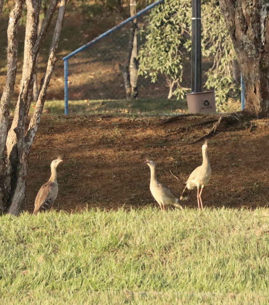 Red-legged Seriema - Janaina Souza