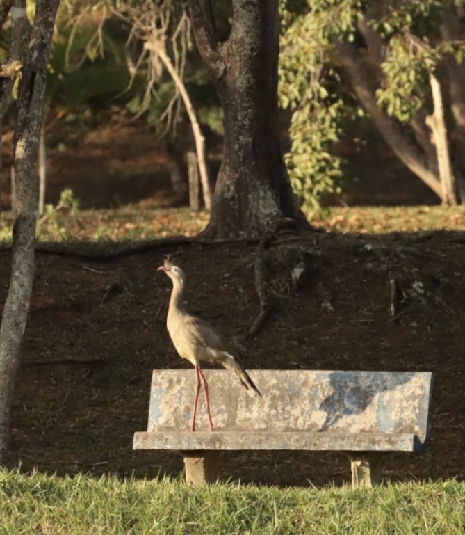 Red-legged Seriema - Janaina Souza