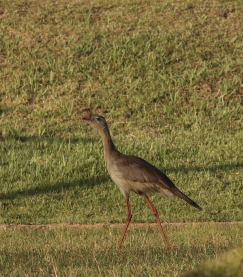 Red-legged Seriema - Janaina Souza