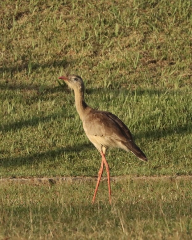 Red-legged Seriema - Janaina Souza