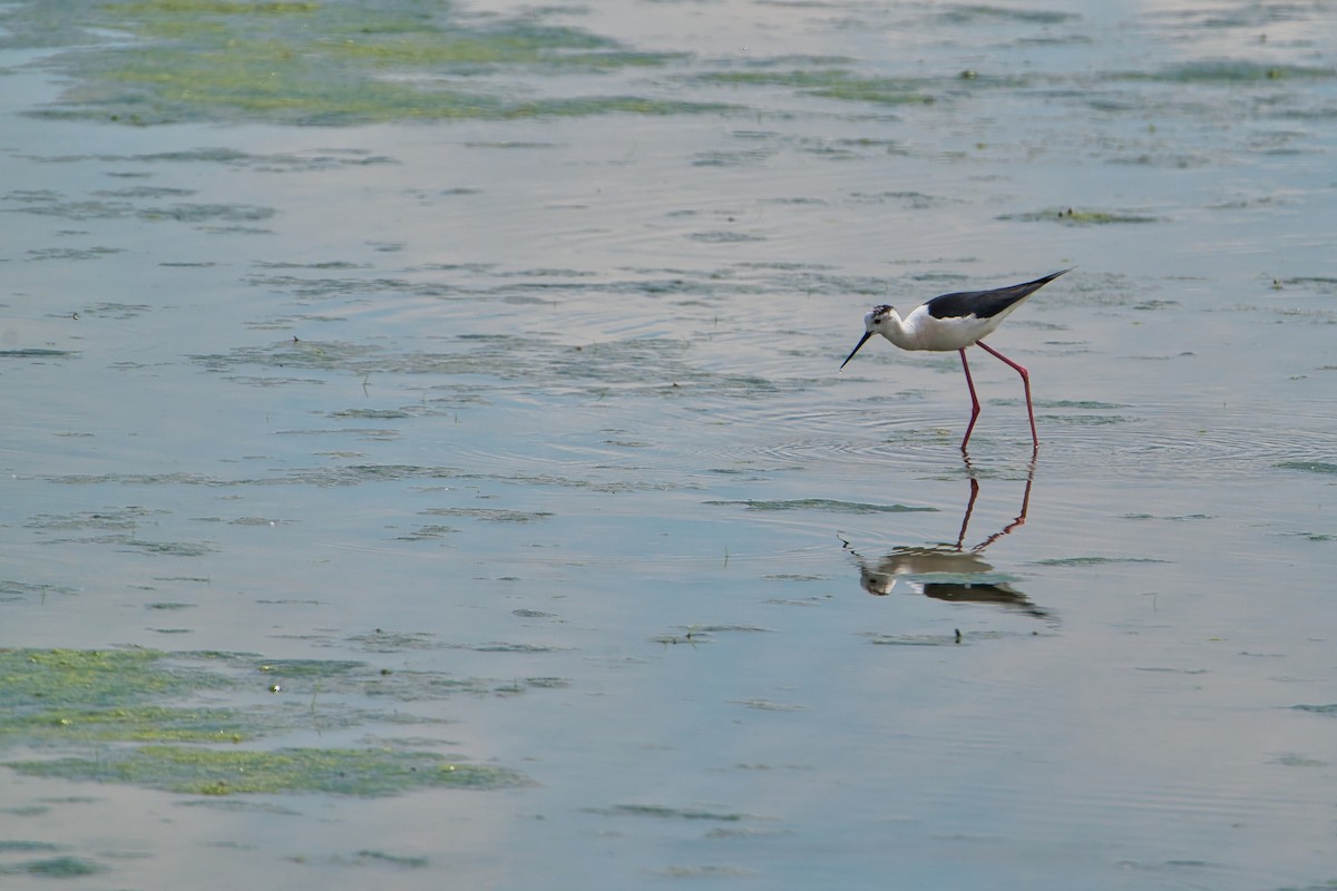 Black-winged Stilt - Nicola Marchioli