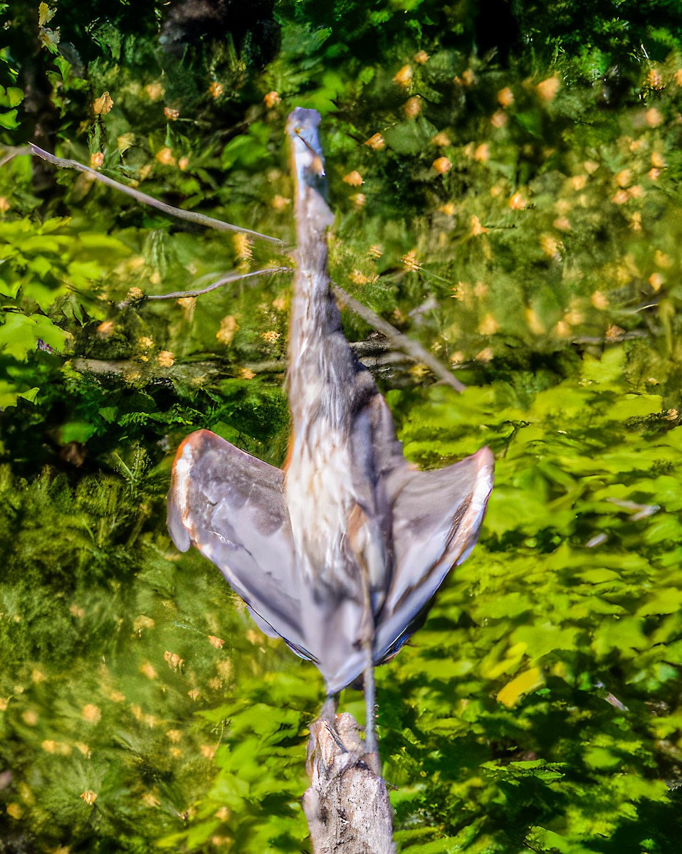 Great Blue Heron - Mike Birmingham